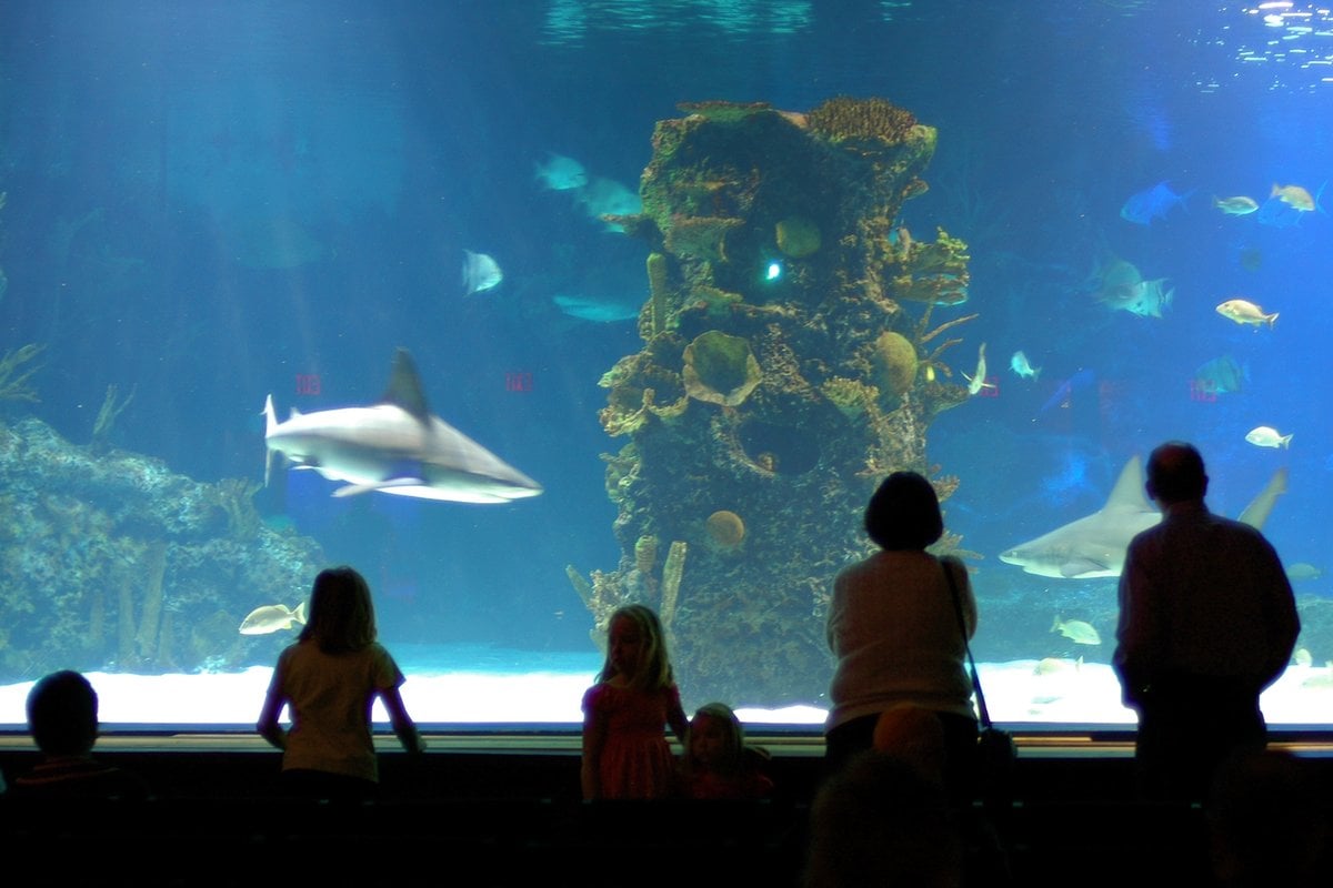 Newport Aquarium - Gallery Image 4